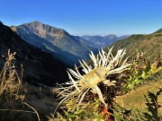 11 Arrivato qui in quota il freddo, ma io resisto. Carlina acaulis (Carlina Bianca)